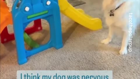 Dog video