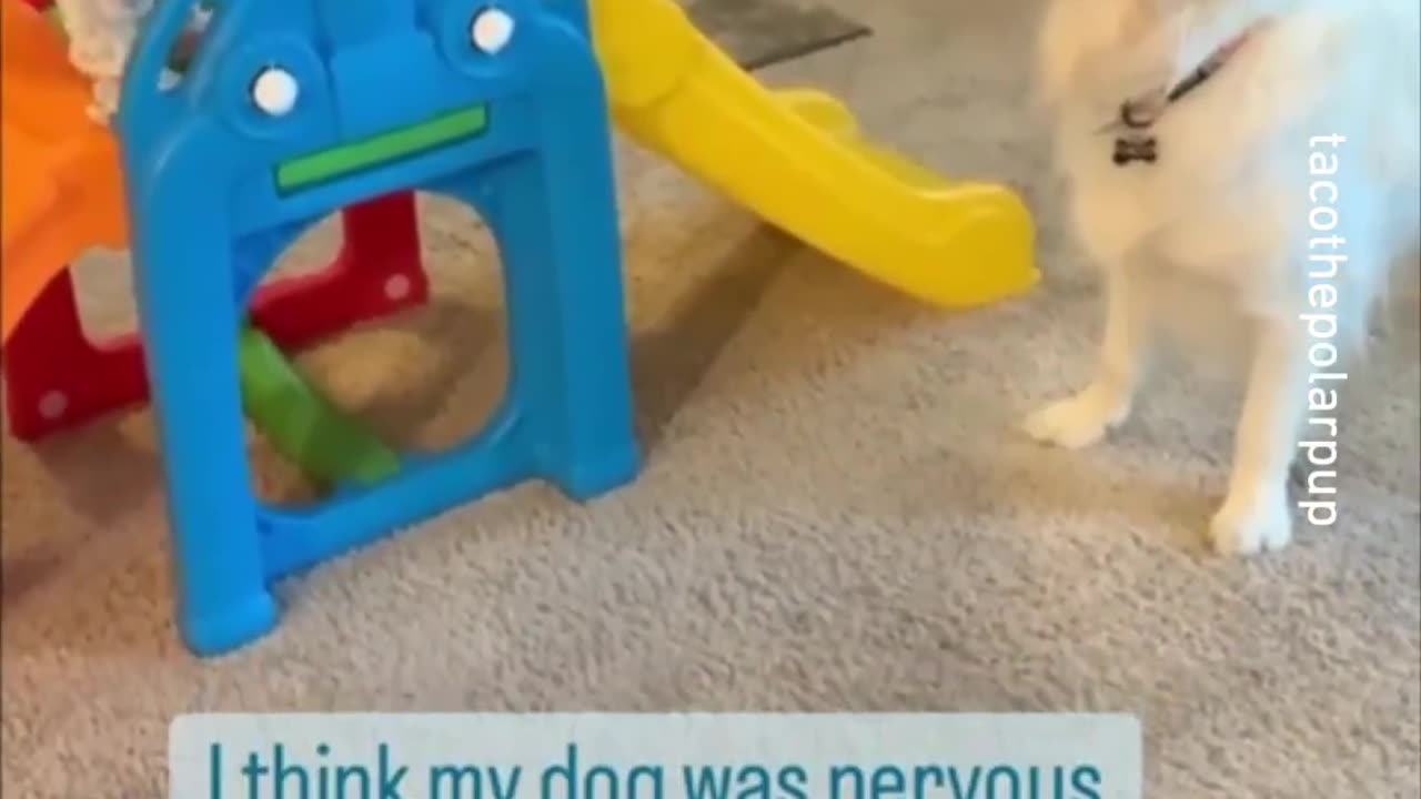 Dog video