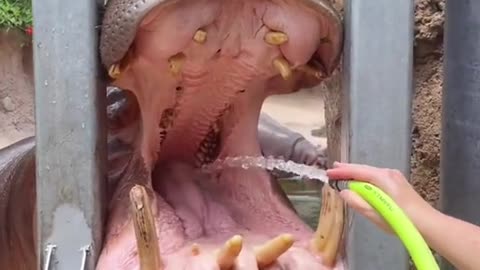 Timothy the hippo loves to play in the hose