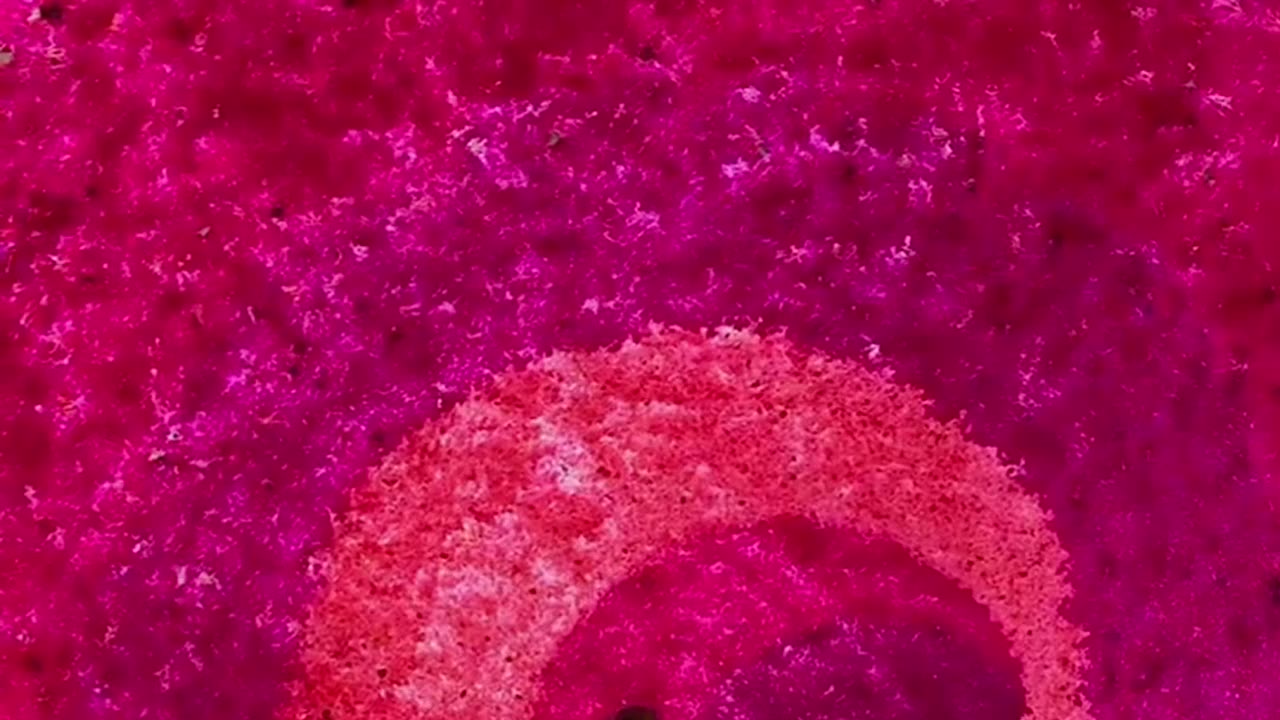 BRIGHT BOUGAINVILLEA TUNNEL IN QUJING CITY CHINA