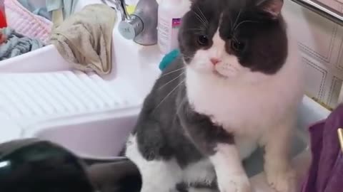 Funny cat,Try to Not Laugh!