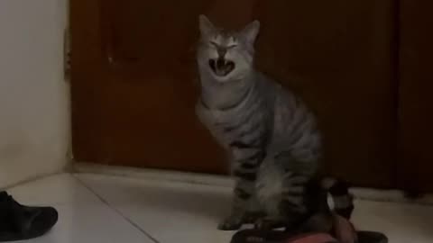 TALKING CAT??