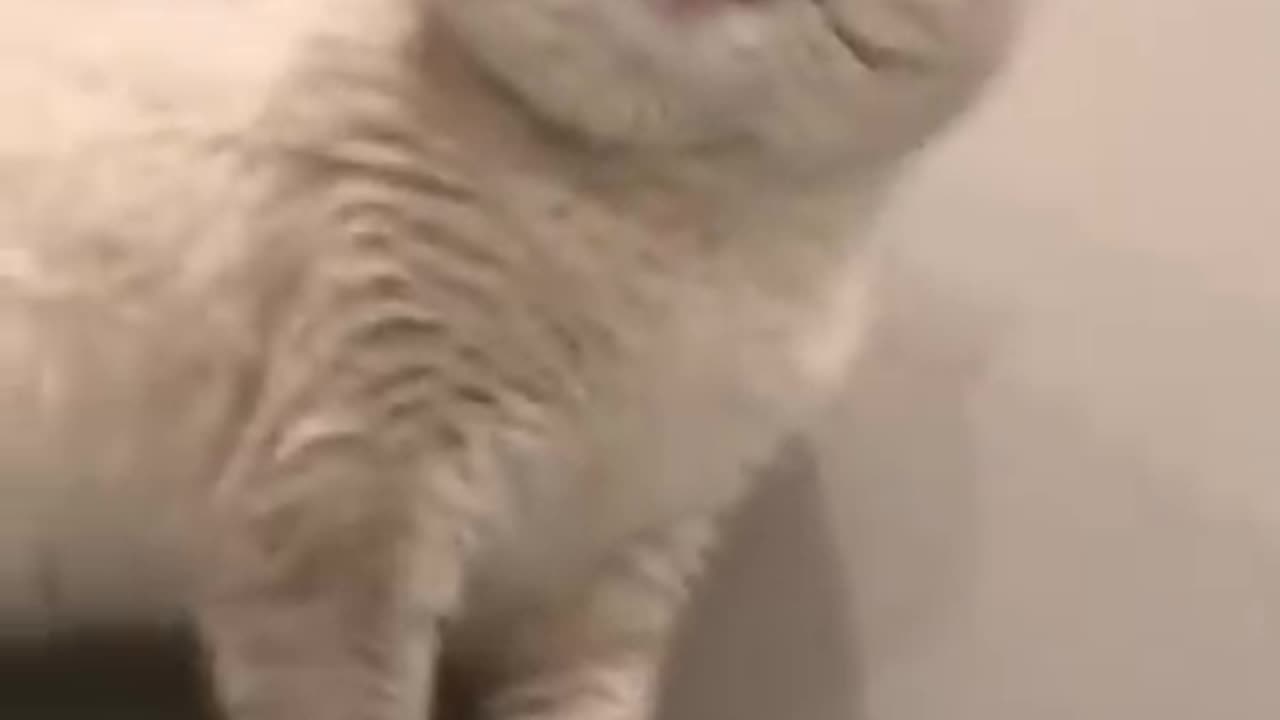 Cat sound to attract cats: realistic multiple meows