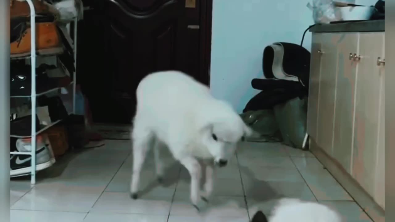 CAT play with GOAT😍😯😽