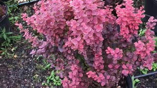 Orange rocket Barberry