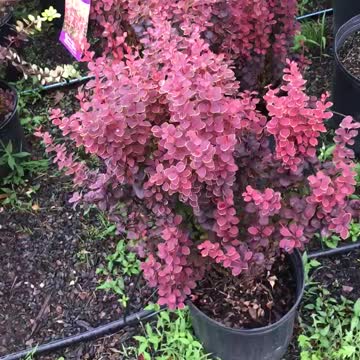 Orange rocket Barberry