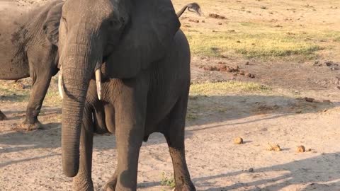 Watch an African elephant giving birth.