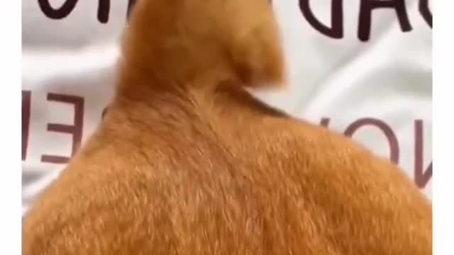 Funny cat short video