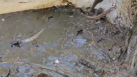While fishing, the snake got into the net