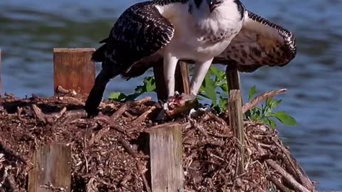 🦅 The Osprey Family - The Youngest Chick Is Lonely - Its Calls Sound Sad