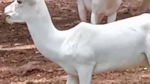 Cute white deer