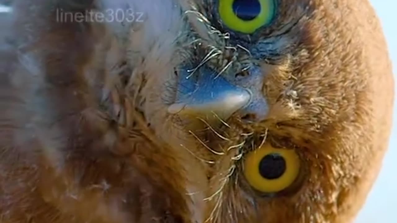 Wildlife in a natural perspective & Funs