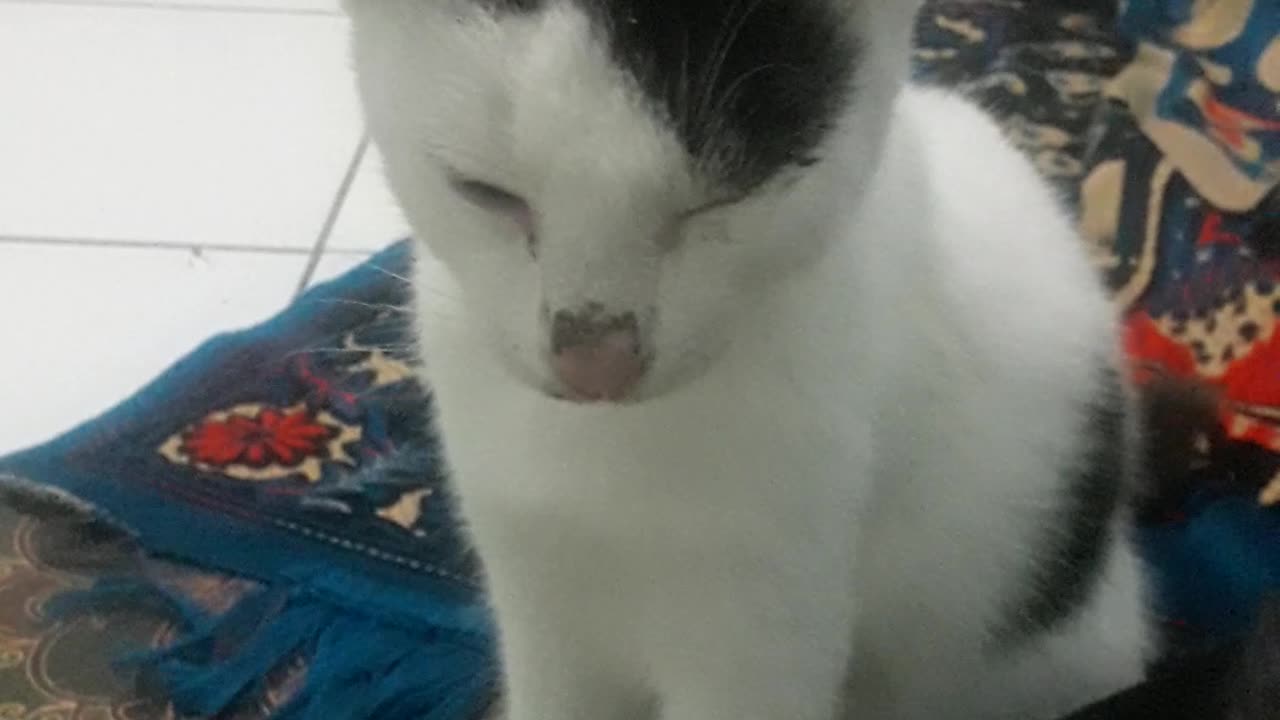 My cat hungry