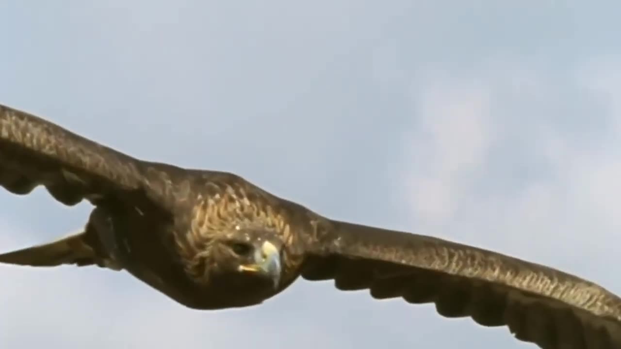 Eagle Hunting - Can Small Seagull Escape From King Eagle Hunting_