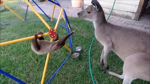 Baby Sloths being baby Sloths