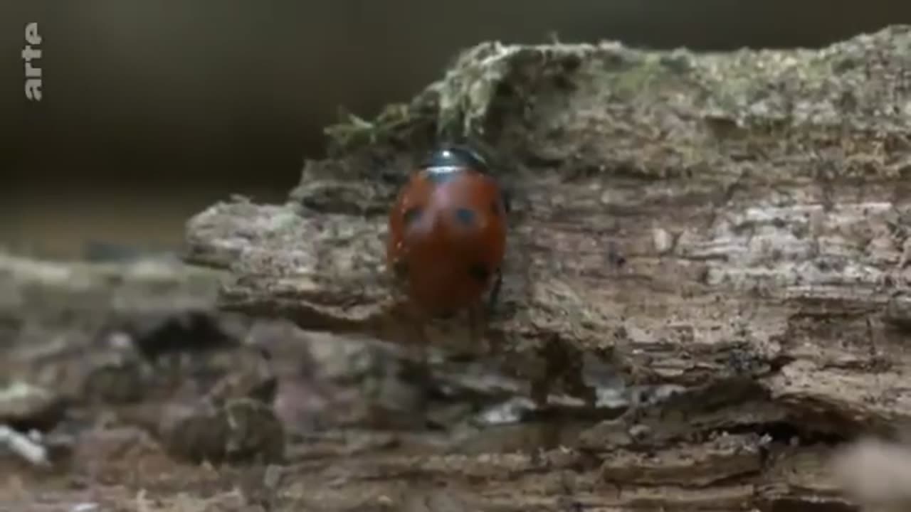 Fascinants insectes