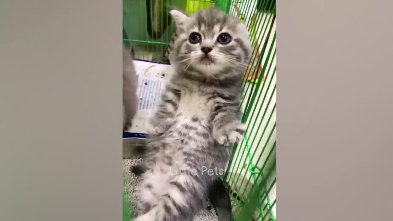 Funny animal videos 🤣