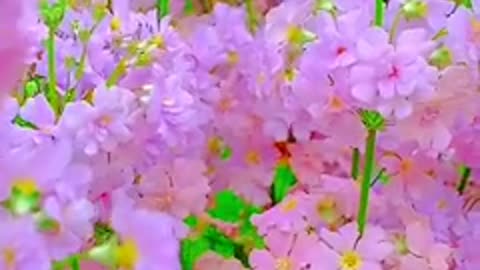 Beautiful flowers with charming colors