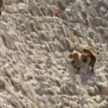 MOUNTAIN GOATS CLIMBING WALL #shorts