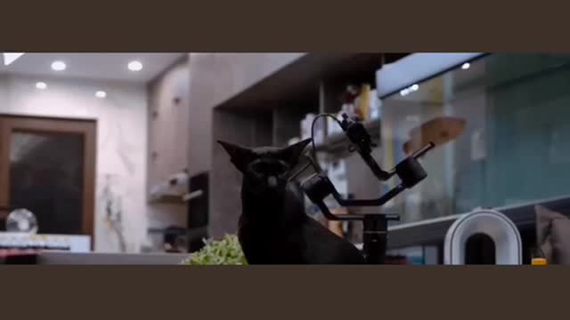 The life of a cat
