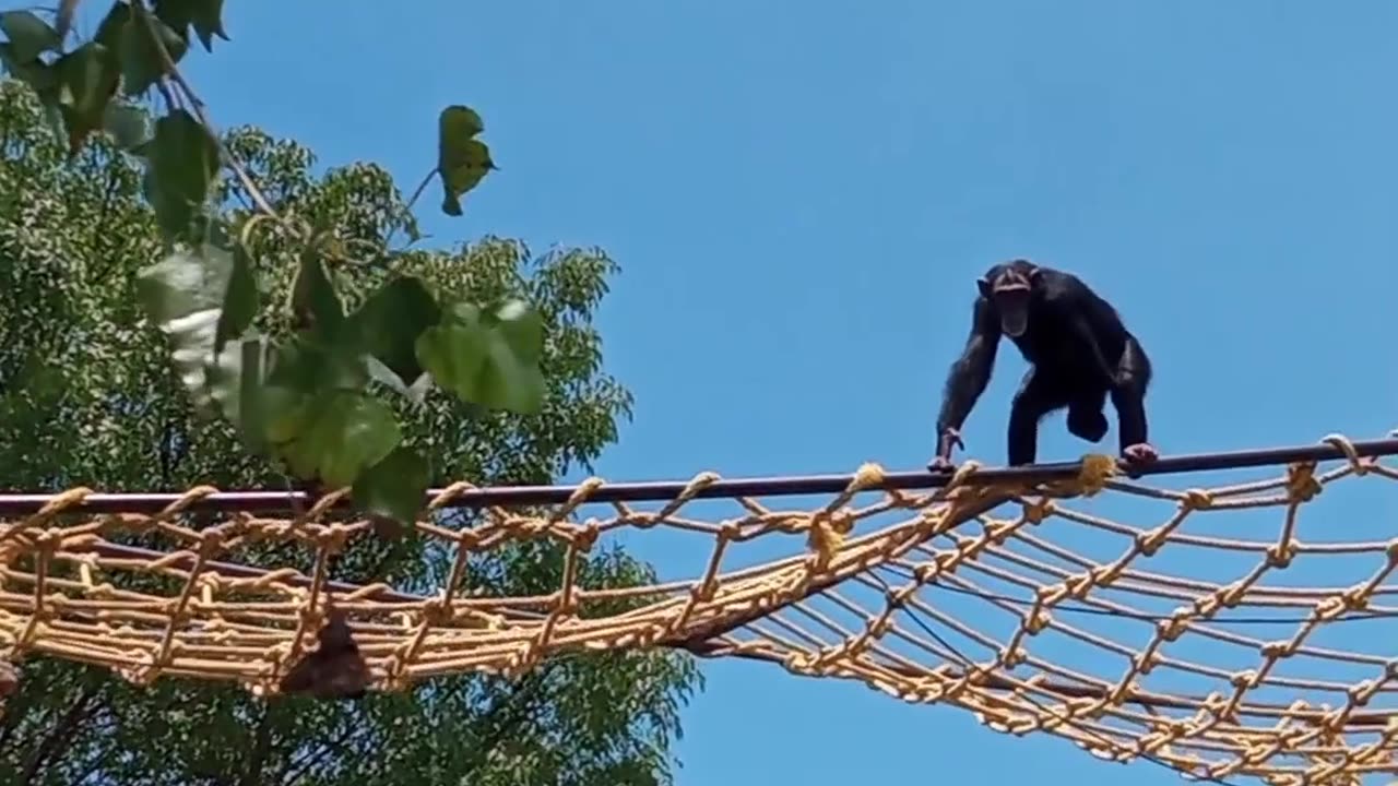 Chimp Throws Poop at People