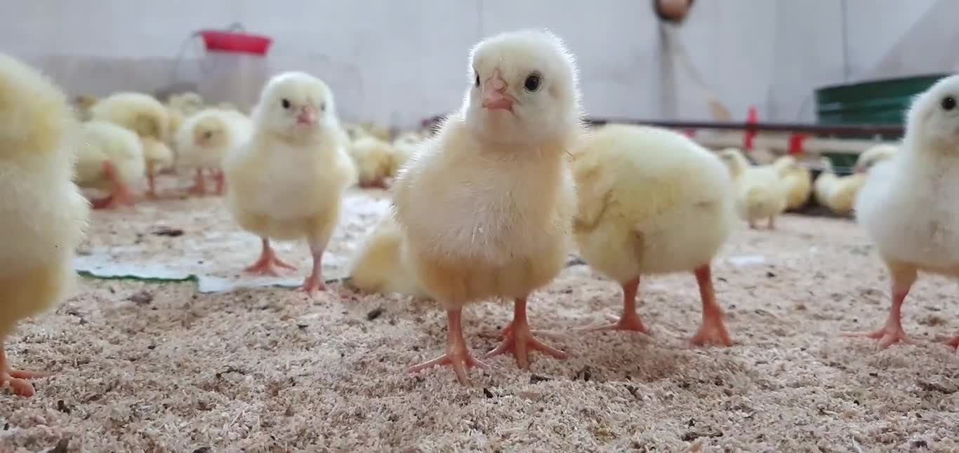 Beautiful chicks