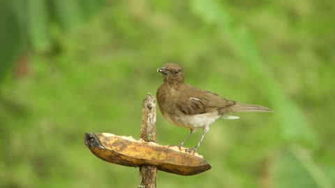 4k Cute Bird 2023 Videography