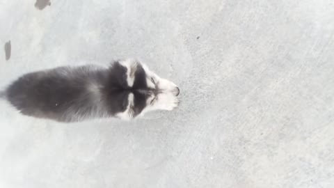 MY SIBERIAN HUSKY WOLF DOES SOMETHING AWESOME