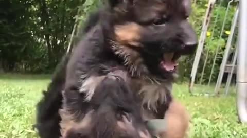 Hilarious dog cute dog funny dog funny dog videos 2023