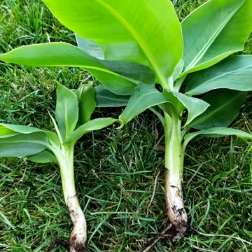 Will grow two separate banana plants from mother plant