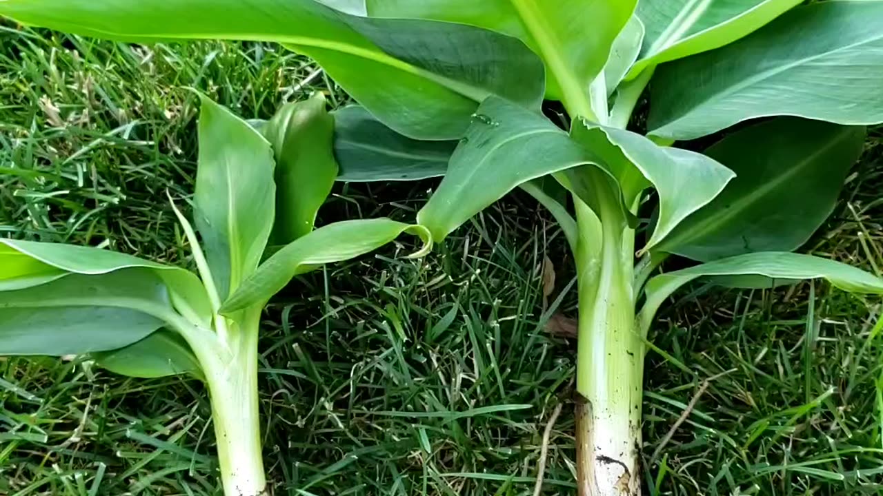 Will grow two separate banana plants from mother plant