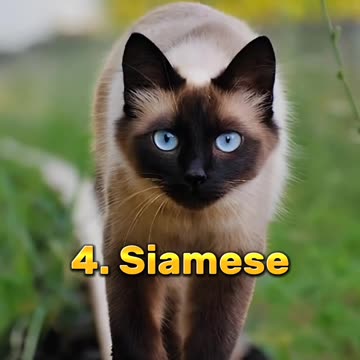 TOP 10 MOST BEAUTIFUL CATS BREEDS IN THE WORLD.