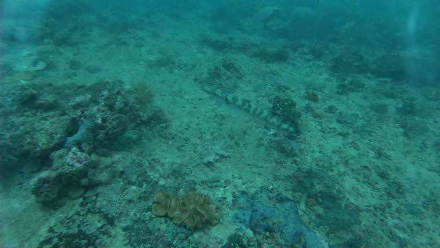 underwater fishes sea thailand