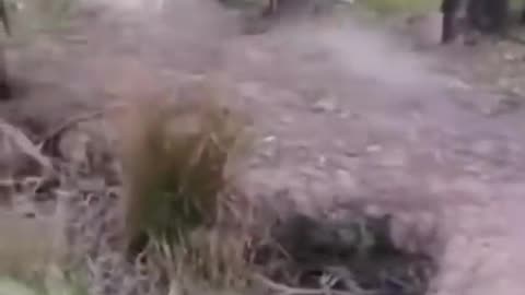 Very funny videos of animals