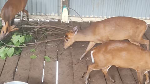 Hog deer!