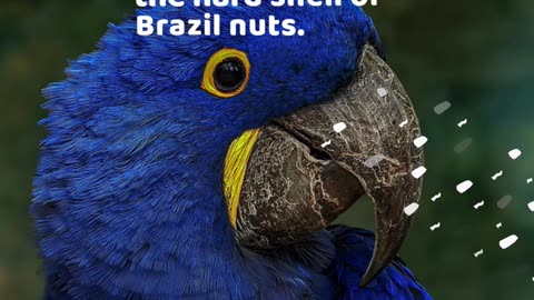 Hyacinth Macaw Facts