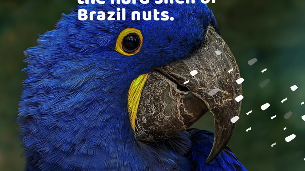 Hyacinth Macaw Facts