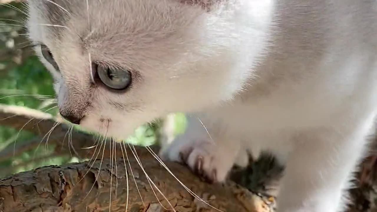 Cute kitten on a tree branch