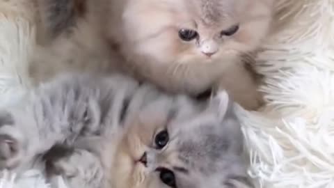 What charming kittens