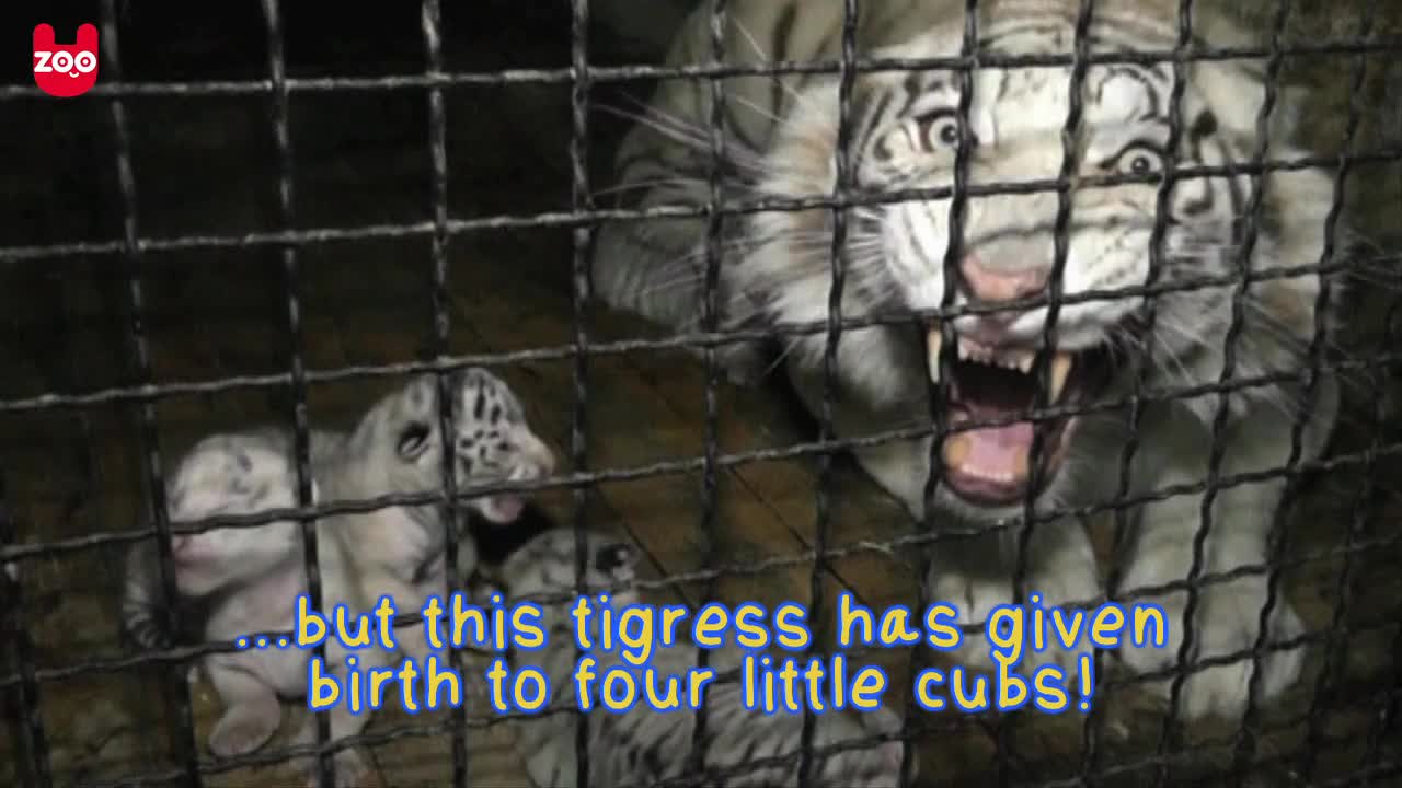 Four Rare White Tiger Cubs