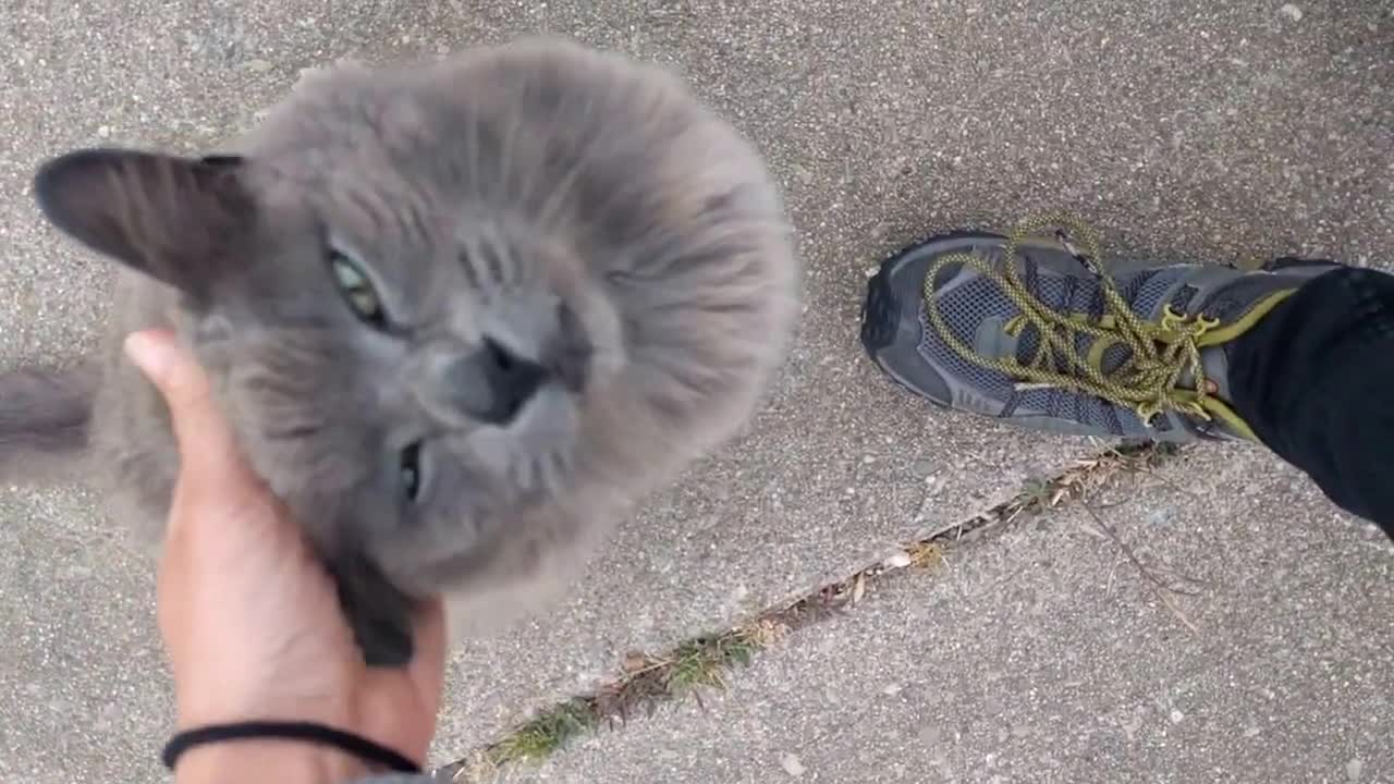 Friendly & fluffy gray neighborhood cat