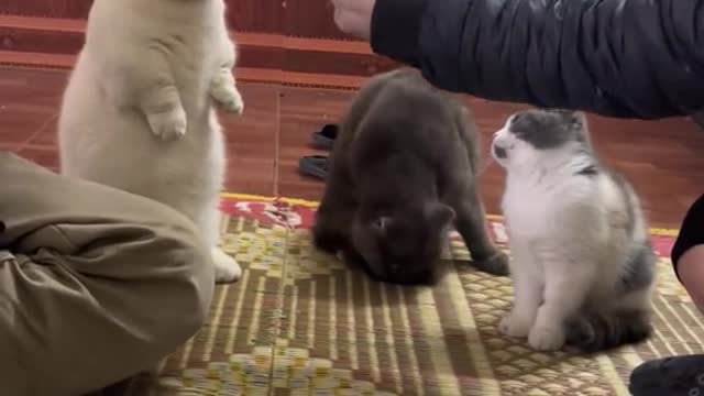 beautiful cat and cute 6 - cat stand