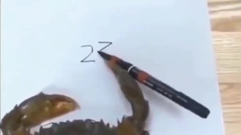 crabs do math