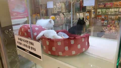 Pets at emart South Korea