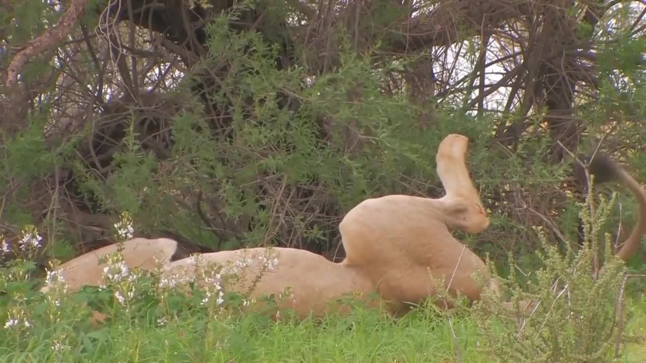 Lion in the Meadow