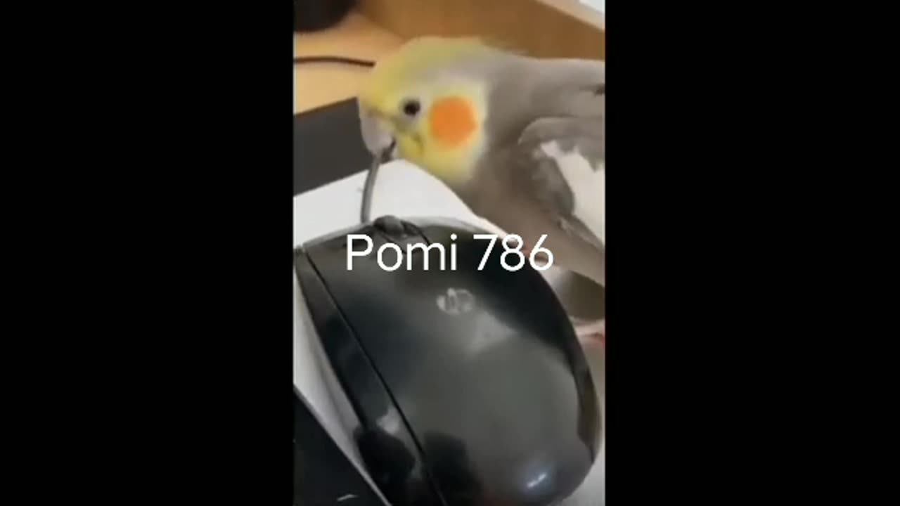 Funny bird video