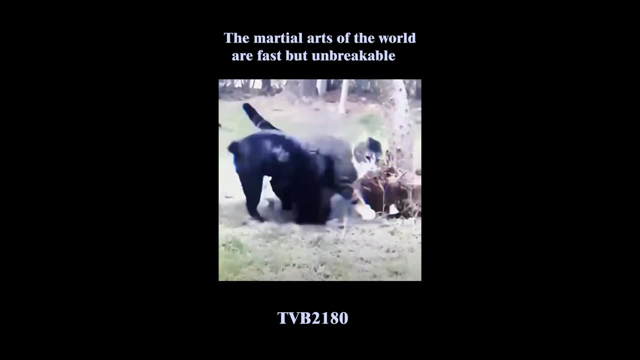 the martial arts of the world are fast but unbreakable