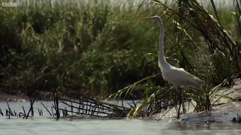 Best Scenes From The Hunt - Part 2 | Top 5 | BBC Earth