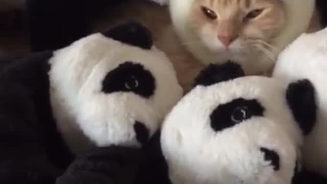 love cat