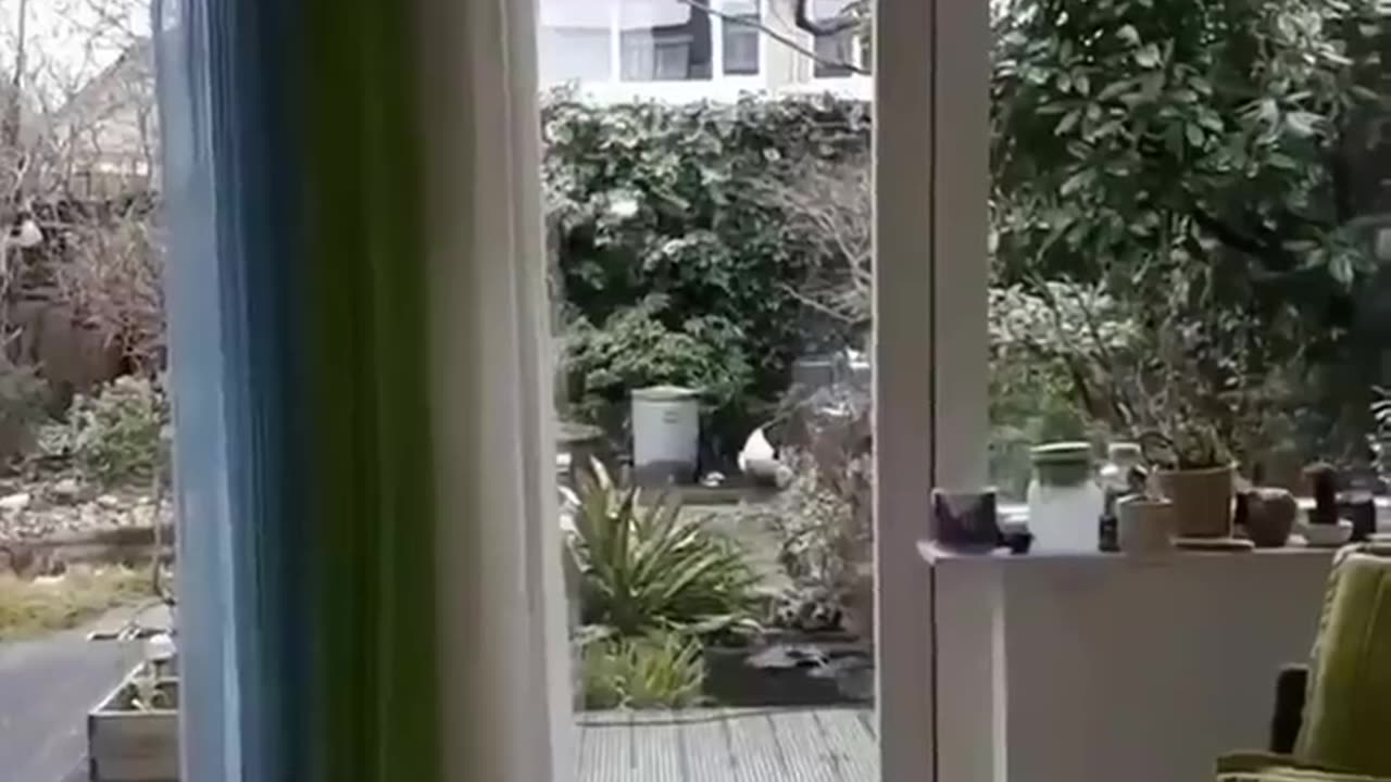 Funniest Cats 😹 - Don't try to hold back Laughter 😂 - Funny Cats Life